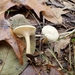 Clitocybe vibecina - Photo 由 Stephen Russell 所上傳的 (c) Stephen Russell，保留部份權利CC BY-NC