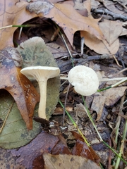 Clitocybe vibecina