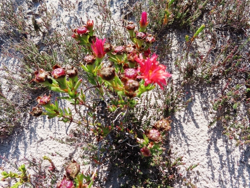 Image of Lampranthus fergusoniae by (c) linkie, some rights reserved (CC BY)