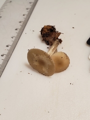 Clitocybe vibecina