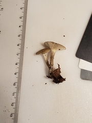 Clitocybe vibecina