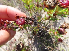 Lampranthus fergusoniae