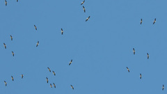 Ciconia ciconia