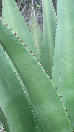 Agave brevispina