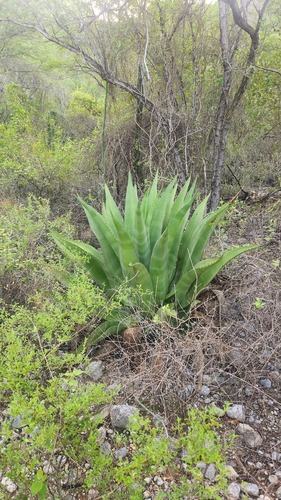 Agave brevispina