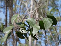 Acacia flavescens