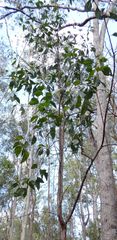 Acacia flavescens