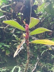 Columnea capillosa