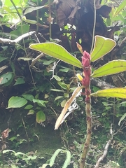 Columnea capillosa