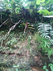 Columnea capillosa