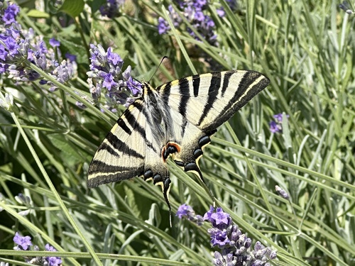 Iberian Scarce Swallowtail, Calle Tejo, Arija, Burgos, ES, photo 6 of 10