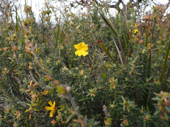 Hibbertia sericea, photograph author not stated, no rights reserved