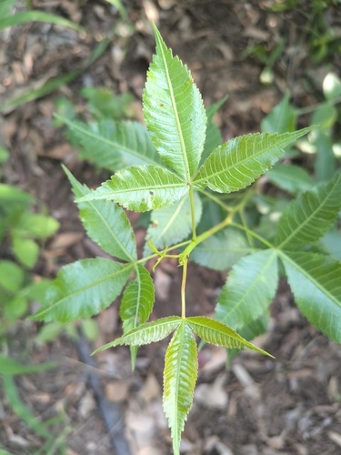 Bursera kerberi Engl. 2