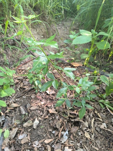Bursera kerberi Engl. 3