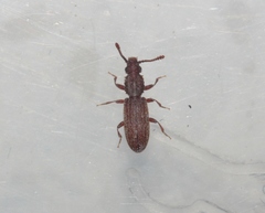 Oryzaephilus mercator
