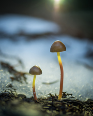 Mycena nivicola