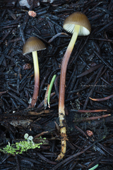 Mycena nivicola