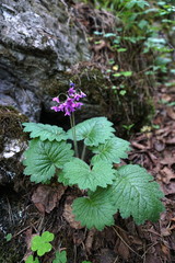 Primula matthioli
