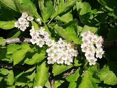 Crataegus chlorosarca
