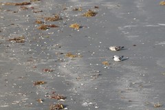 Calidris alba