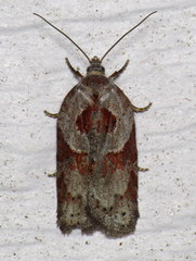 Acleris maculidorsana