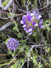 Psoralea fruticans