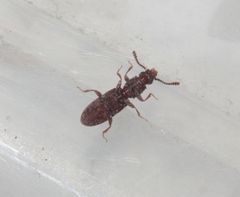 Oryzaephilus mercator