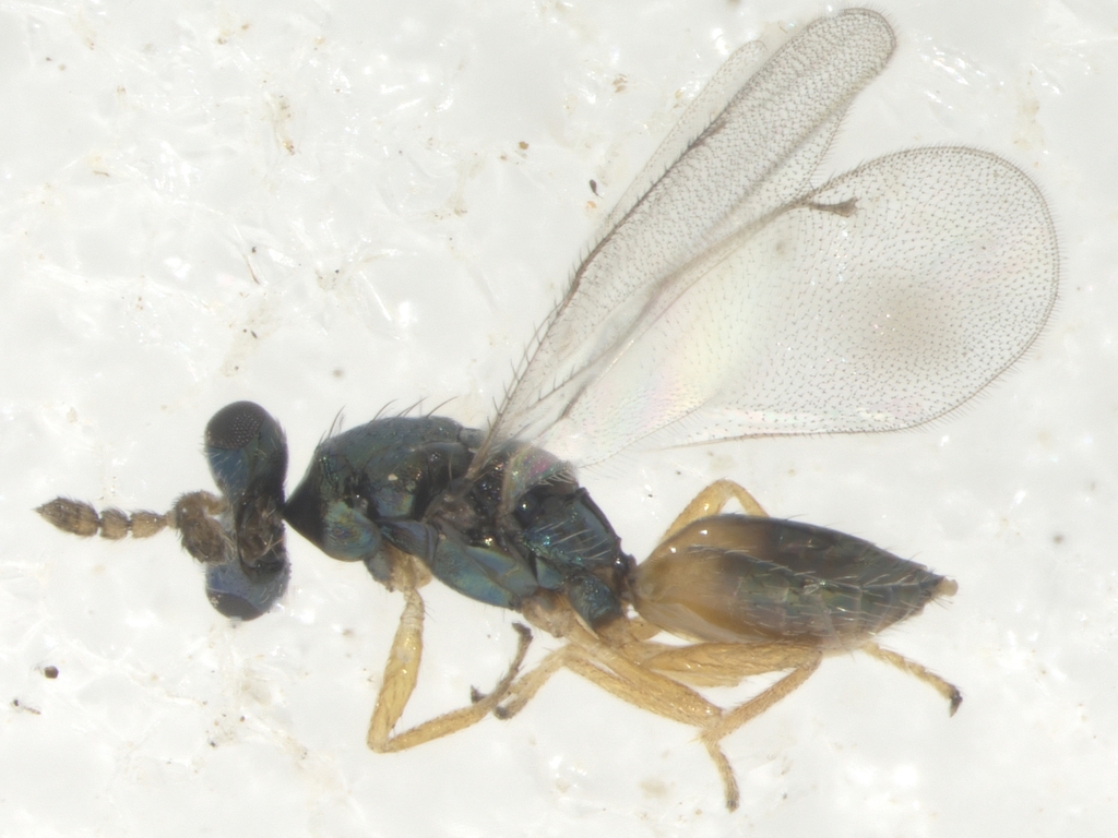 Colpoclypeus