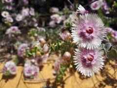 Verticordia oculata