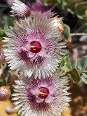 Verticordia oculata