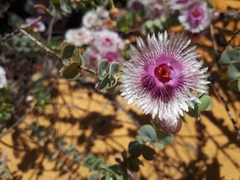 Verticordia oculata