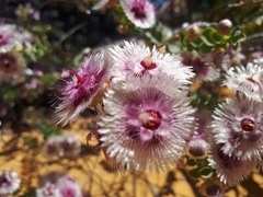 Verticordia oculata