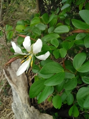 Bauhinia bowkeri