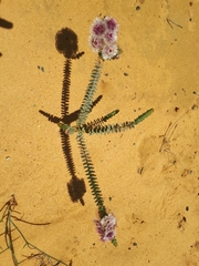 Verticordia oculata