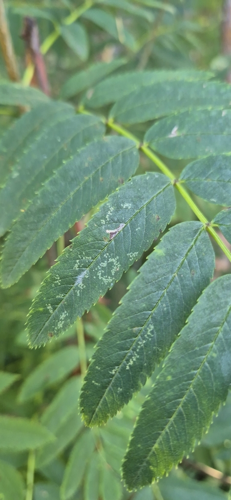 Hawthorn Bent-wing