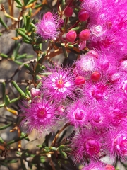 Verticordia monadelpha