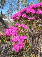 Verticordia monadelpha