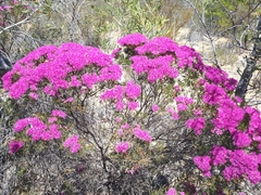 Verticordia monadelpha