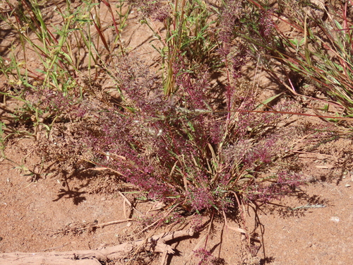 Sticky Love Grass (Eragrostis viscosa)