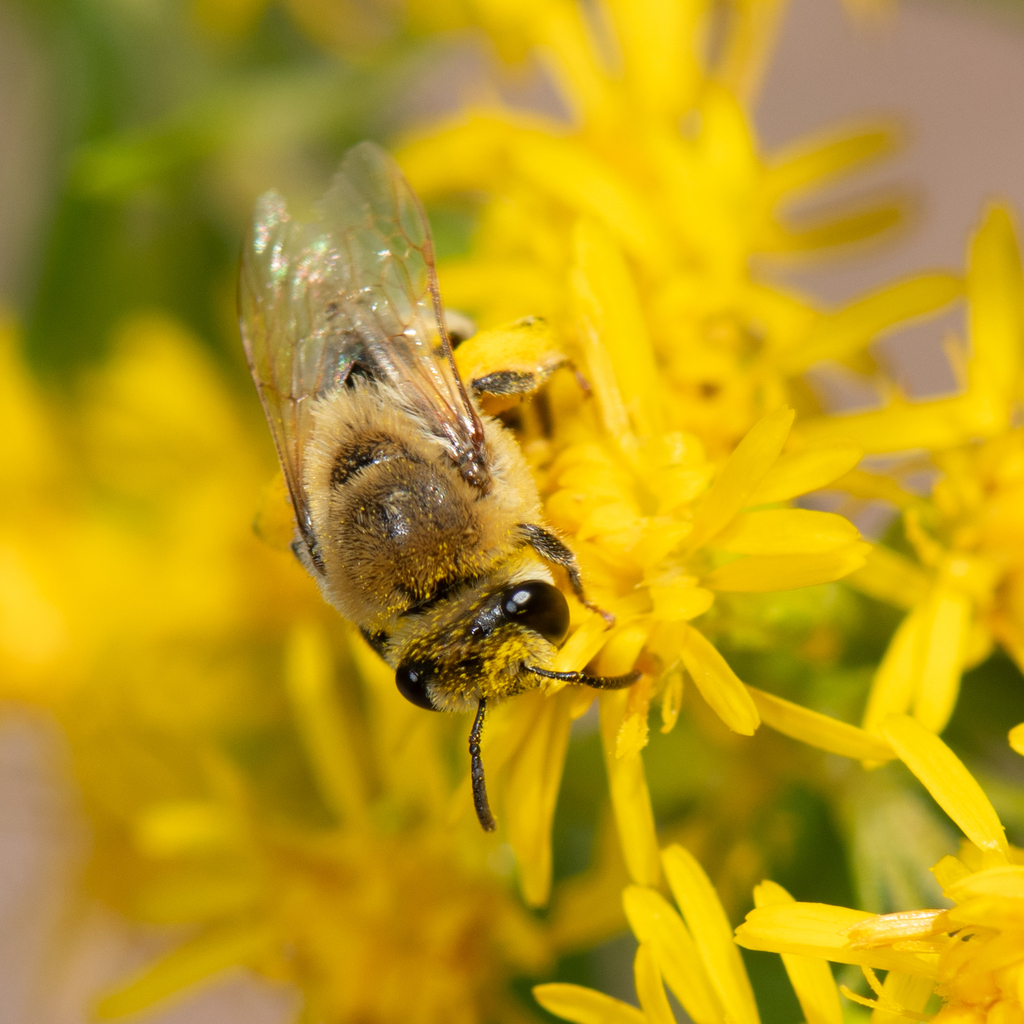 Colletidae