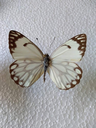 Pioneer White