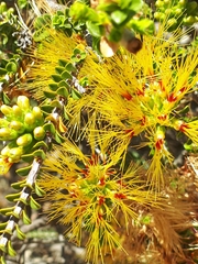Melaleuca aestiva