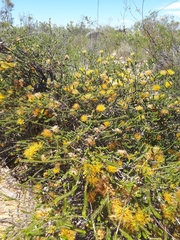 Melaleuca aestiva