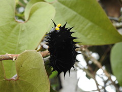 Ornithoptera goliath