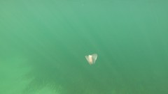 Gastropteron pacificum