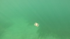 Gastropteron pacificum