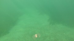 Gastropteron pacificum