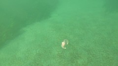 Gastropteron pacificum