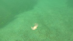 Gastropteron pacificum