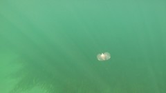 Gastropteron pacificum